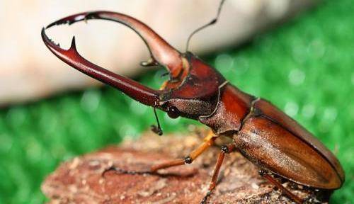 锹形虫雄虫上颚通常长而强壮,多占到体长的1/4～1/2,并附繁复的发达