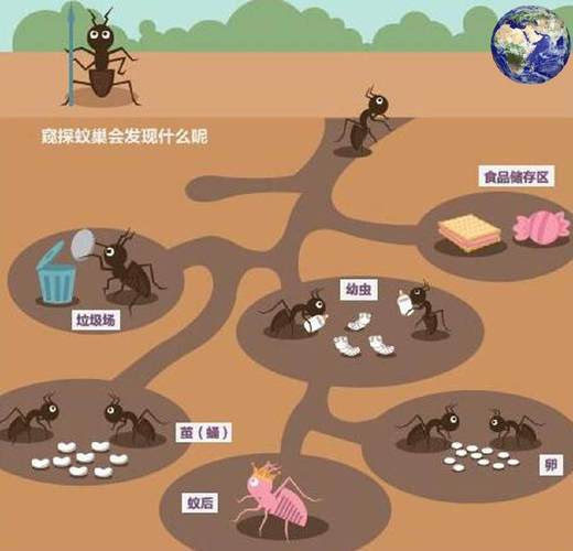 带你走进蚂蚁的地下世界_巢穴_生命_房间