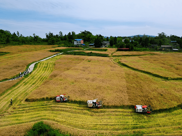 达川区石梯镇大力推行"宜机化改造 生产托管服务"新模式 补齐农业发展