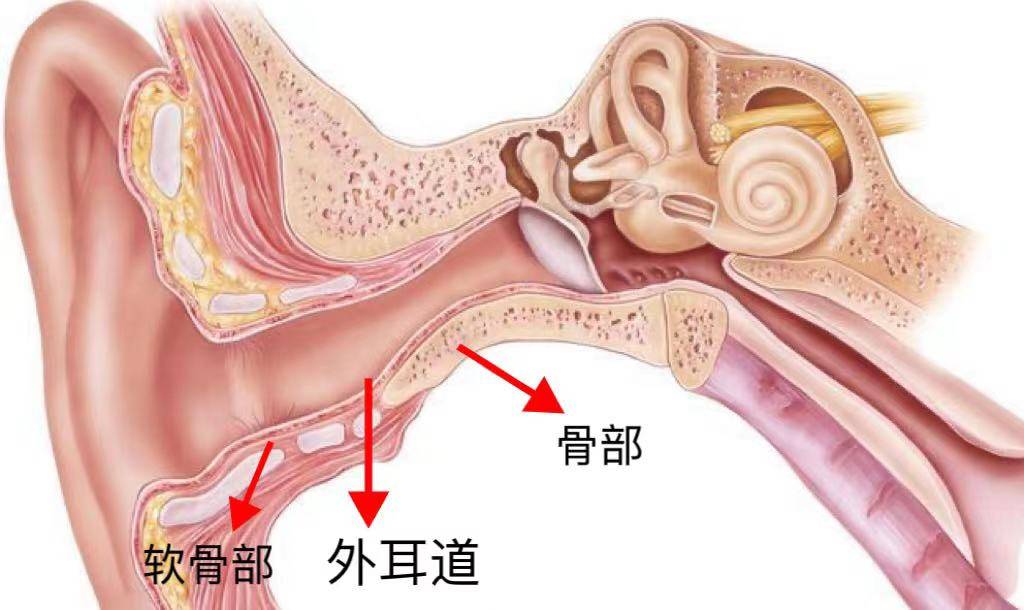 耳软骨在耳朵哪里图片图片