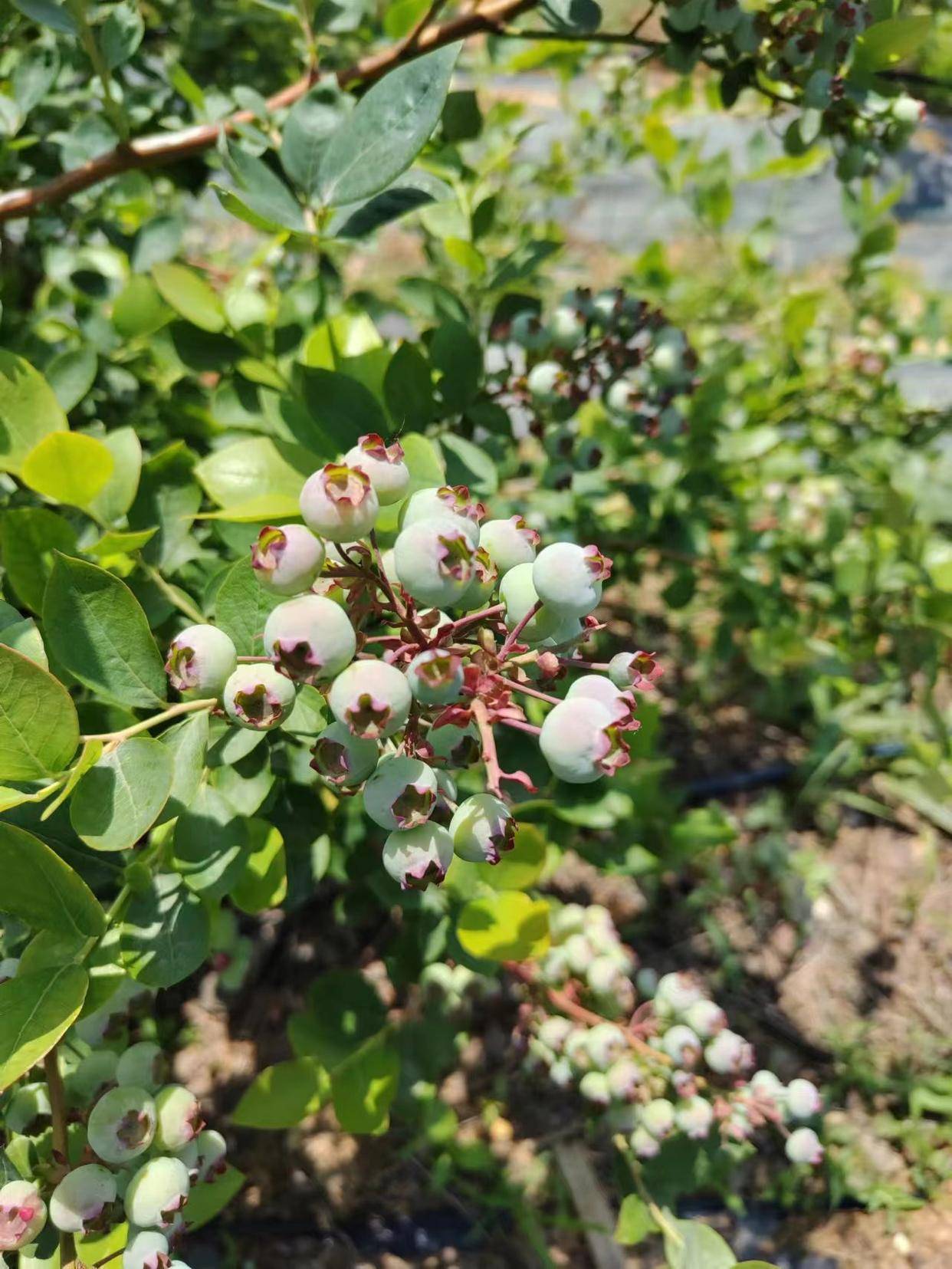 怀宁元火火蓝莓栽培管理技术:蓝莓5