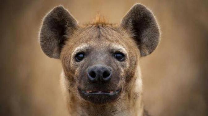 史上最强"非洲二哥",一只300公斤,一口咬死狮子_鬣狗_动物_体型