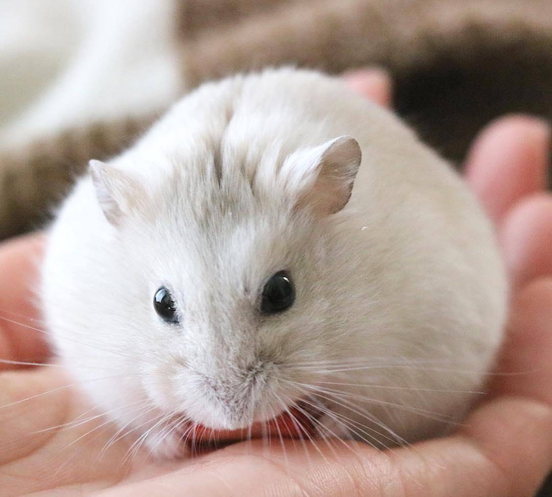 糯米团子一样的小仓鼠,抱着最爱的草莓不撒手!