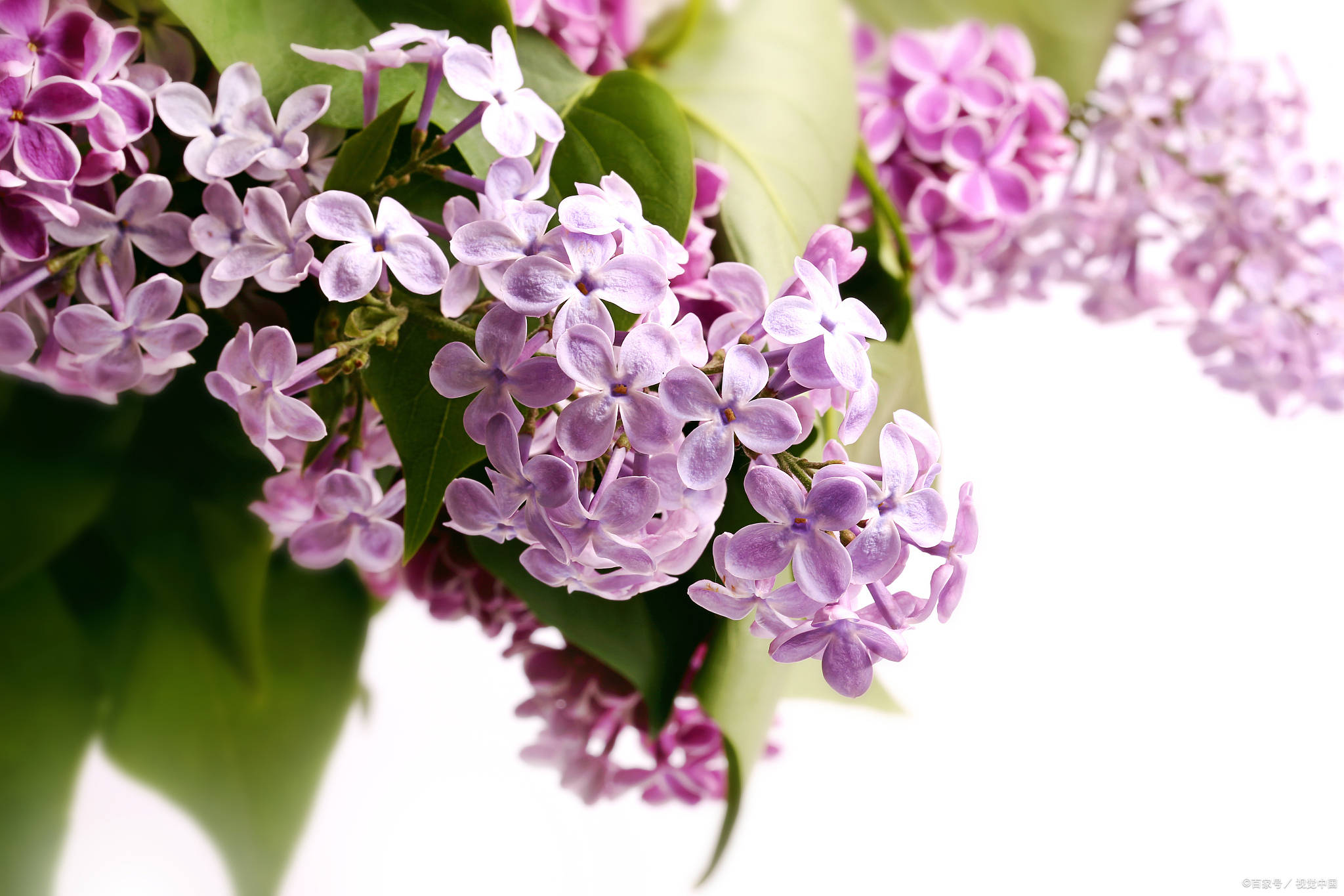紫丁花的照片图片