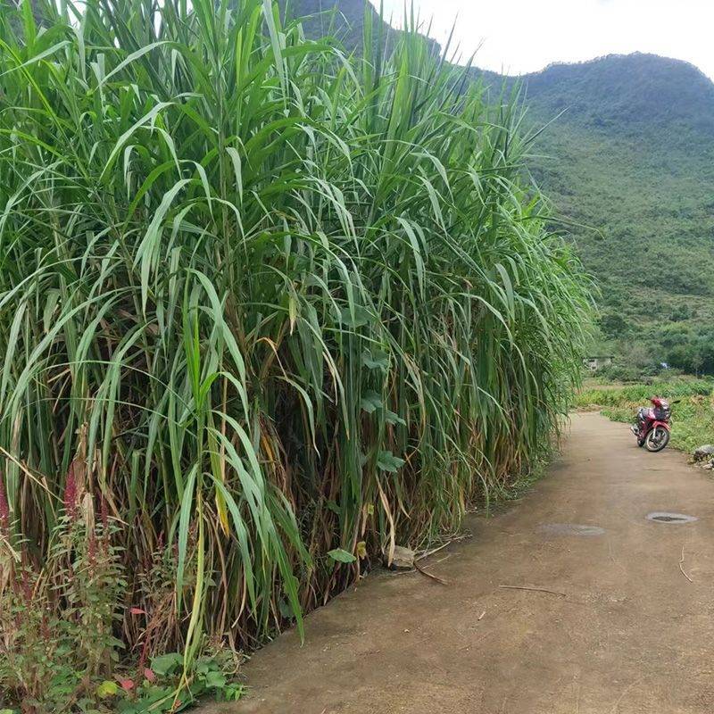 种植_产量_高度