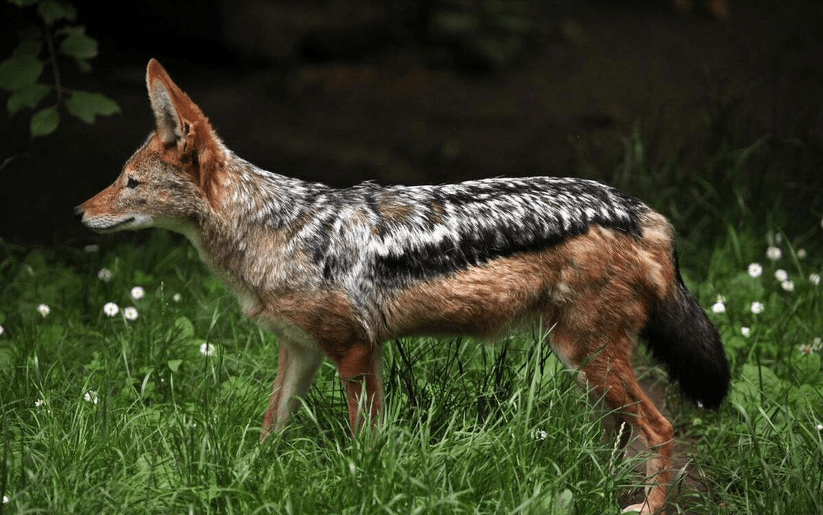 野生大熊猫在自然界有没有天敌?_动物_豺狼_猛禽