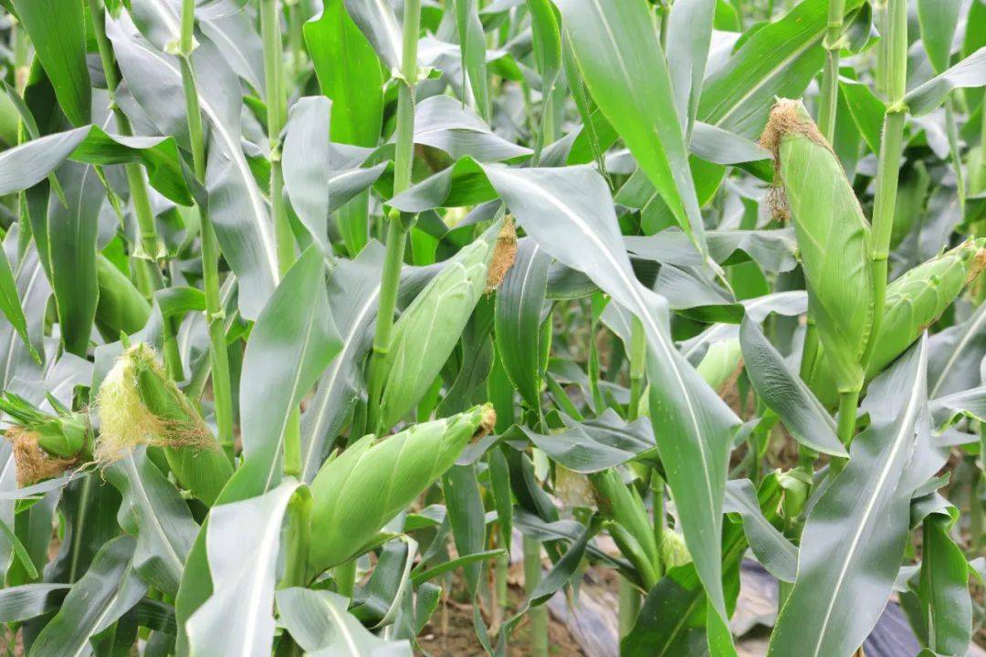 望牛墩200亩甜玉米成熟上市,农户尽享丰收的"甜"蜜_种植_土地_农业