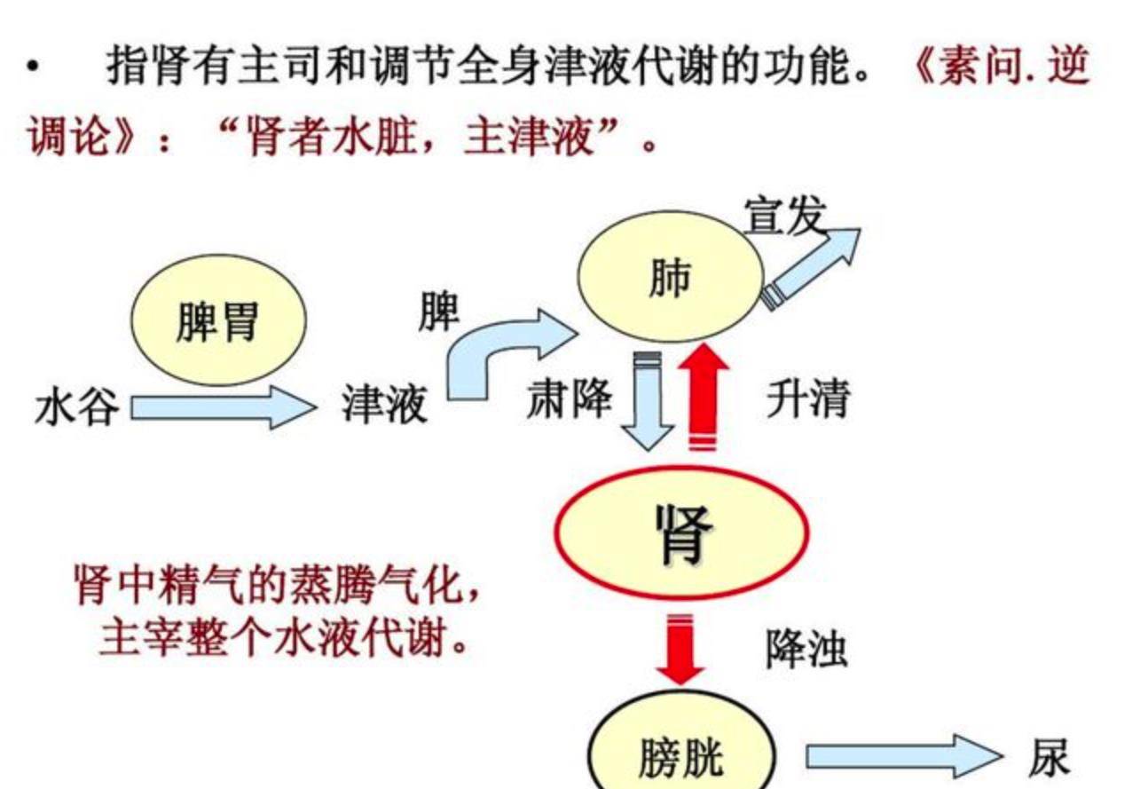 降尿酸並不難,一升一降,三焦一通,尿酸自然就降了_升降_人體_脾胃