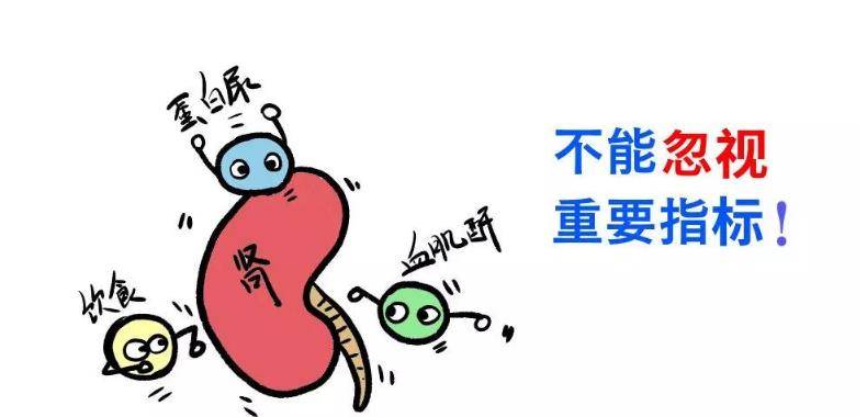 你的血肌酐高可能是这五个事情引起?_肾脏_功能_老年人