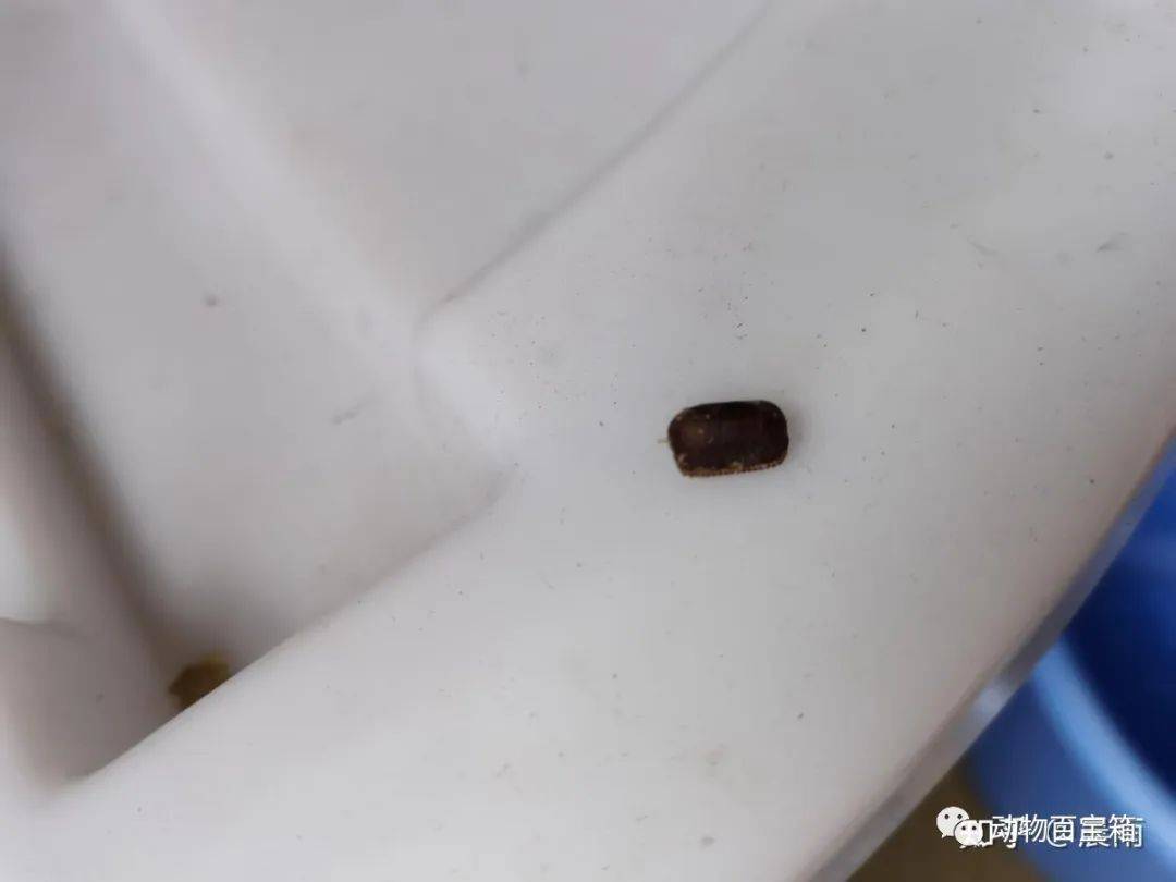 蟑螂身上的分泌物,新陈代谢产物和粪便等都是哮喘发作的致病因素,这些