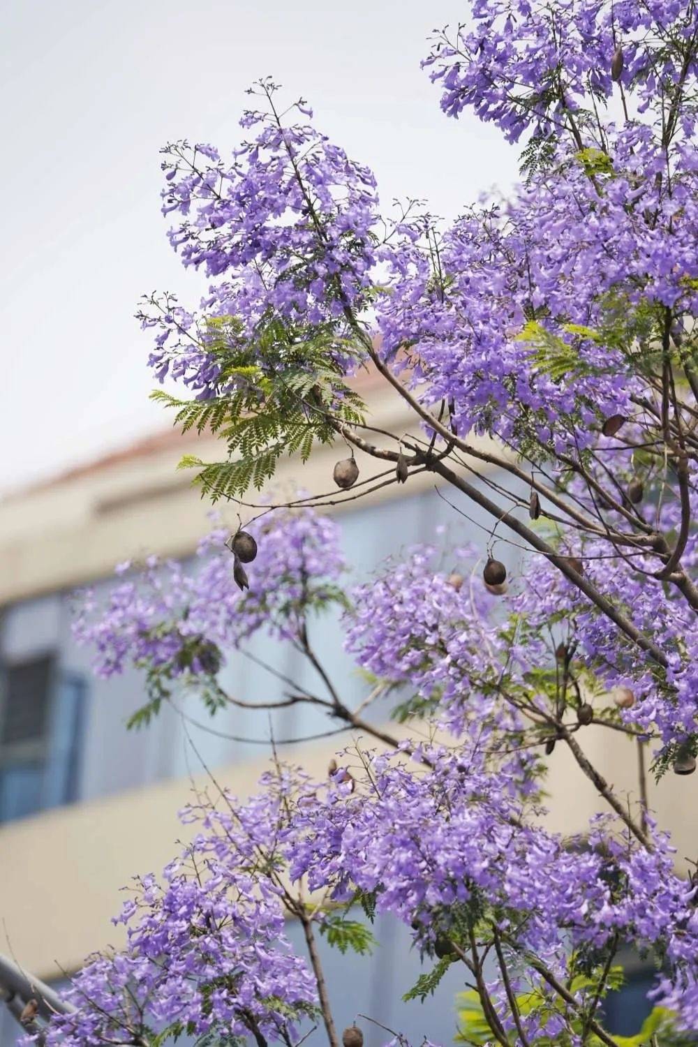 眉山已被绝美蓝花楹"攻陷",这份初夏浪漫请查收!_紫色_公园_summer