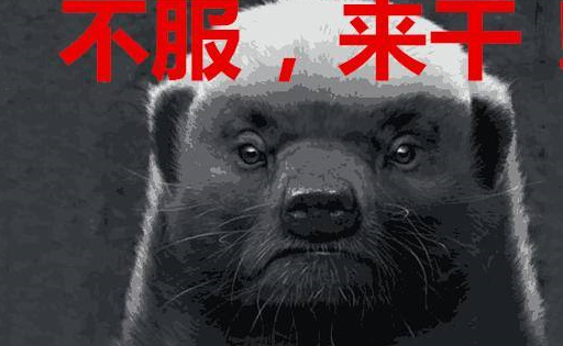 哈士奇犯二招惹"平头哥",结果被一路狂追,这二哈真是胆大包天_动物界