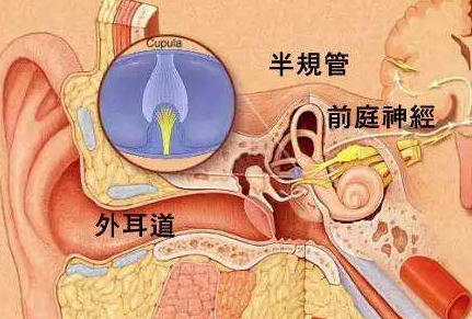 或许与这个部位的功能有关,一起了解_坐车_前庭_现象