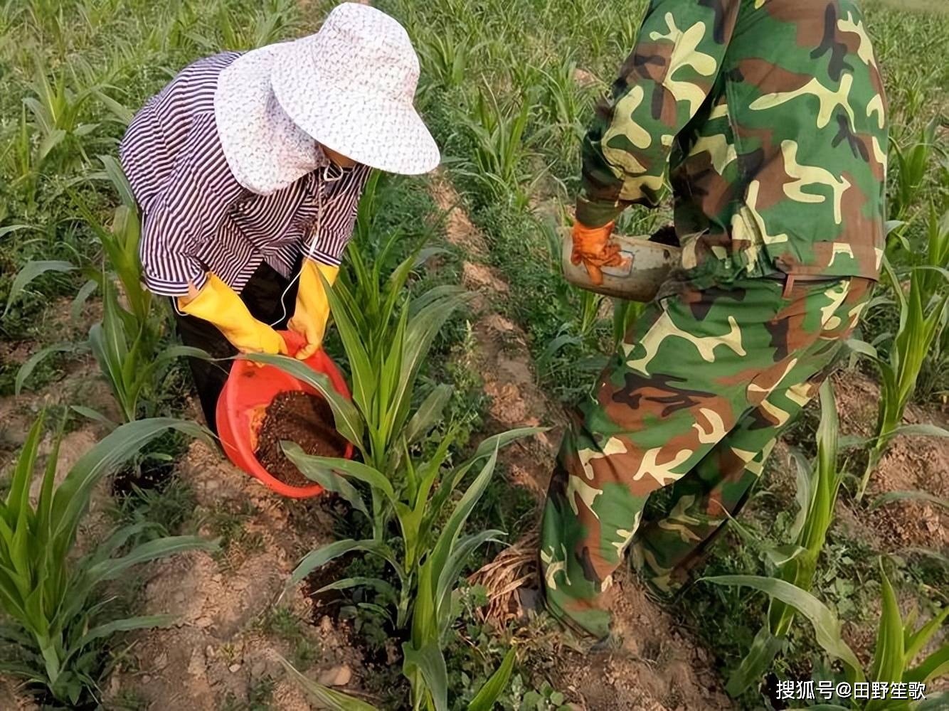 种玉米施肥用什么肥料好?