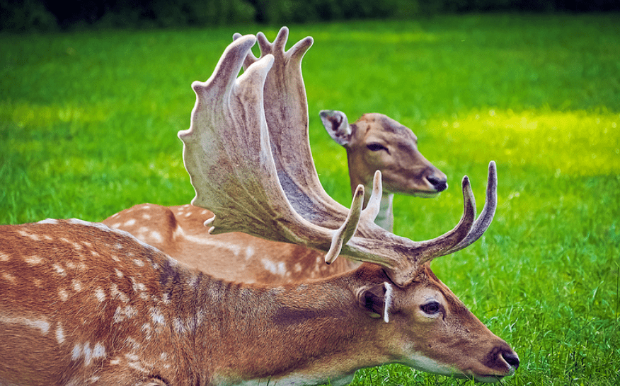 鹿的生殖过程图片