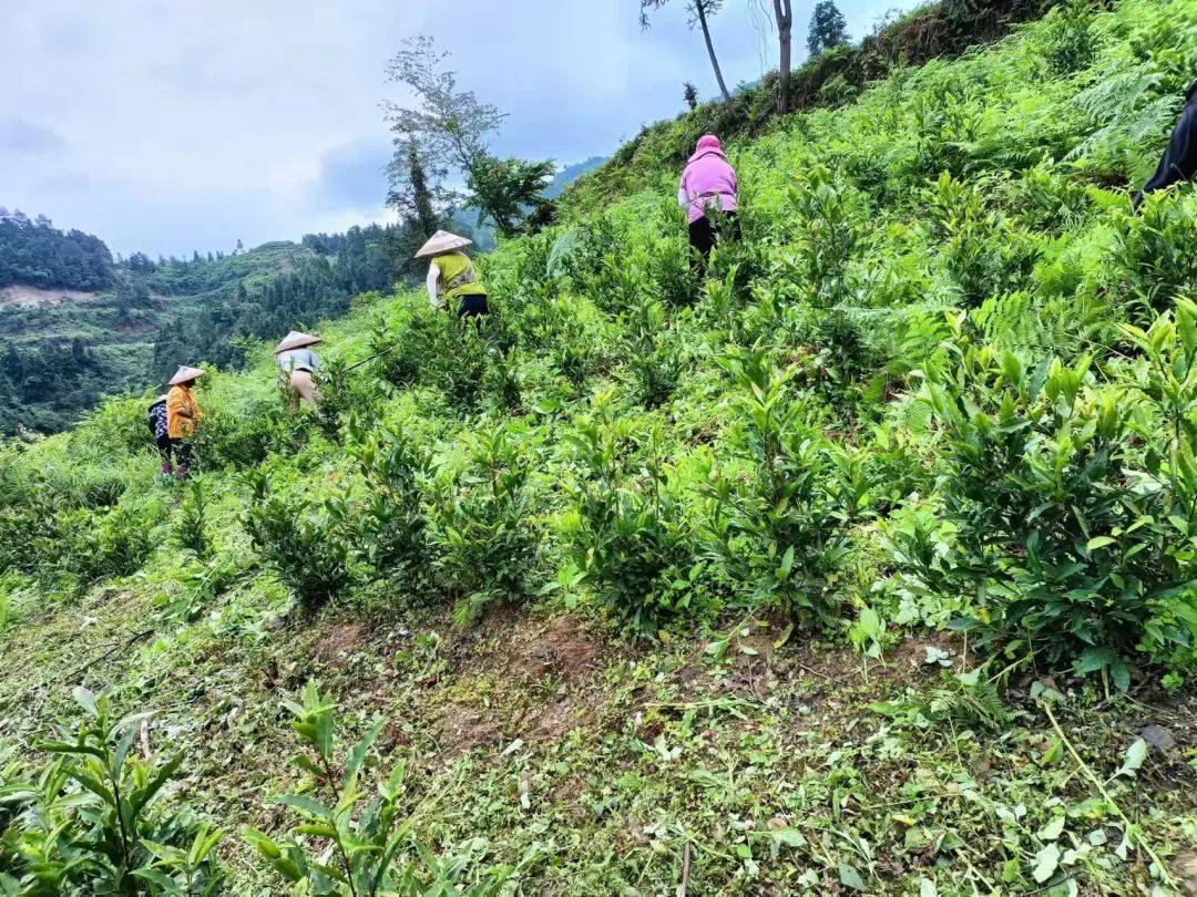 揭秘湘西“茶王”——古丈县天桥山村百润有机茶叶专业合作社-湖南古丈茶业有限公司