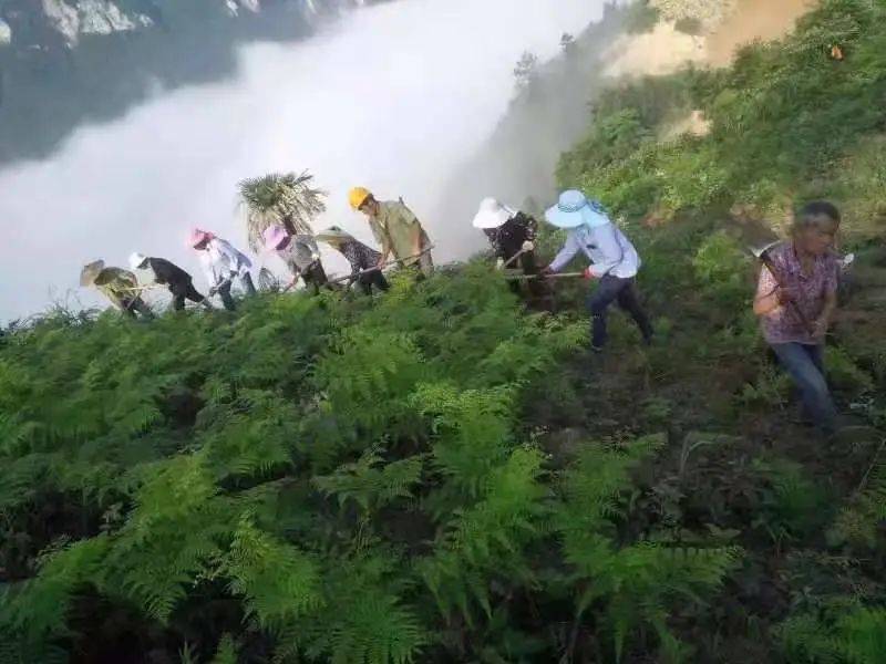 揭秘湘西“茶王”——古丈县天桥山村百润有机茶叶专业合作社-湖南古丈茶业有限公司