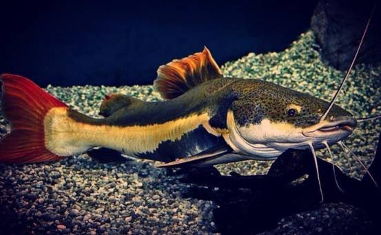 红尾鲶主要分布于亚马逊河和奥里诺科河流域,是亚马逊河地区的主要