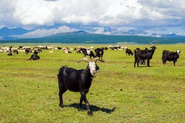 四川凉山:一只羊悬挂在高压电线上,怎么做到的?