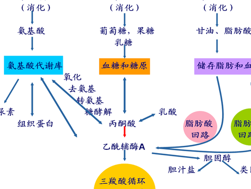 原创            脂肪肝是如何形成的？有哪些危害？该如何消除？一文给大家解答