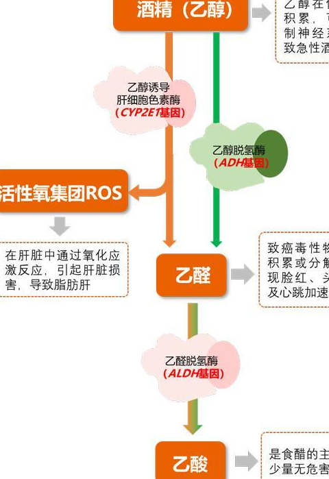 原创            脂肪肝是如何形成的？有哪些危害？该如何消除？一文给大家解答