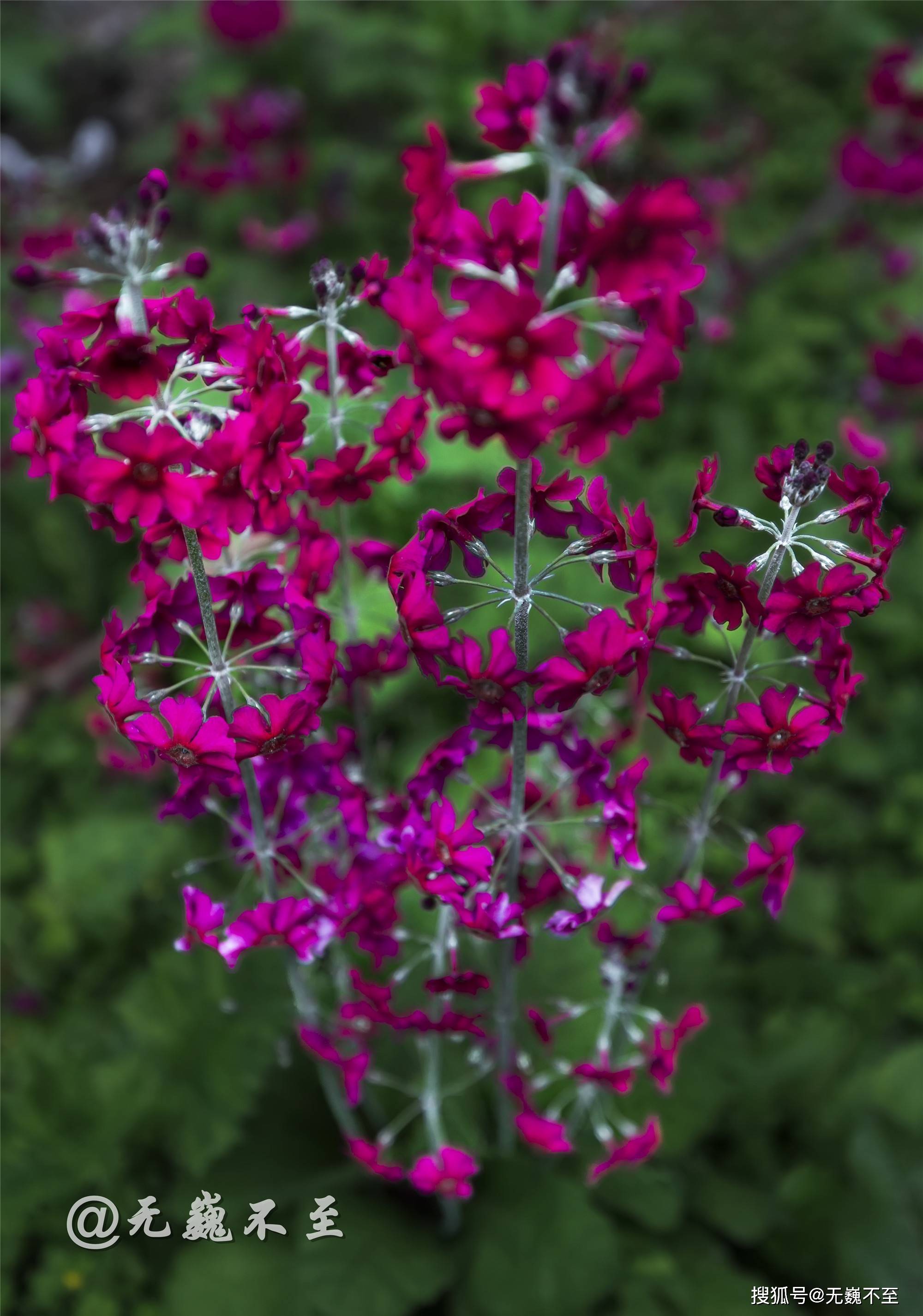 雅安汉源桌子山,粉被灯台报春花开,马卧花丛乐翻天