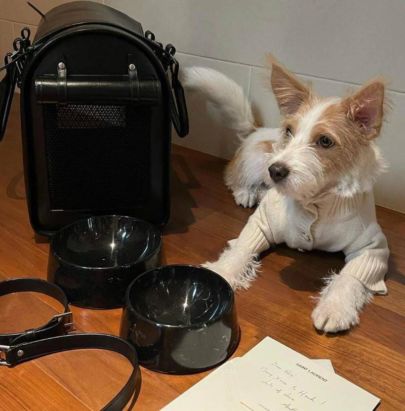 真是狗中皇族!_狗狗_ros_衣服