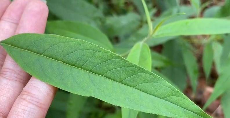 腰痛草药图片治什么图片