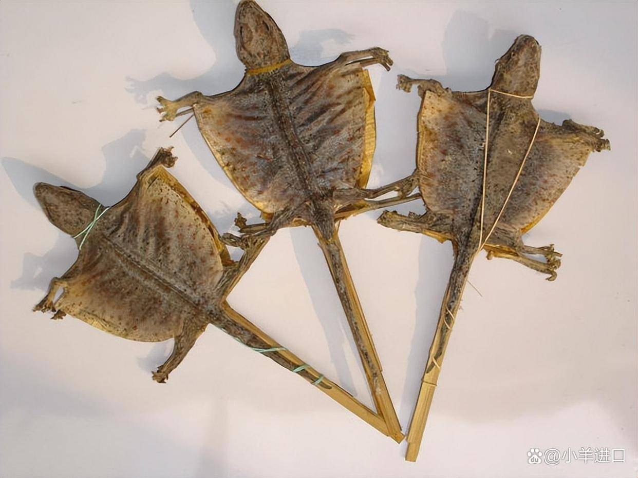 被誉为壮阳固精好手,早泄阳痿的克星蛤蚧(大壁虎)如何进口_资质_药材