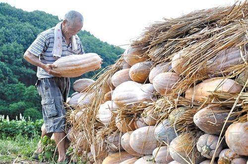 如何提高南瓜产量?_土壤_品种_营养