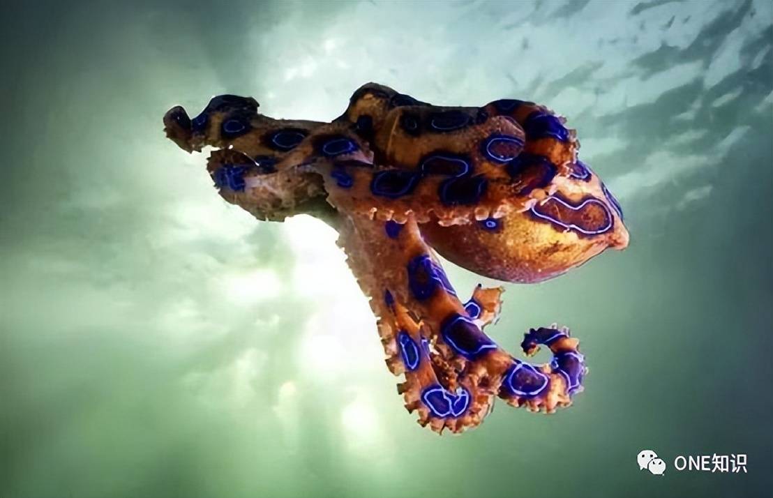 火锅中发现蓝环章鱼,世界最强毒物之一的它多可怕?