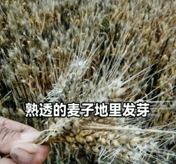 小麦因下雨发芽 河南农户哭诉损失惨重,这是天灾还是人祸？