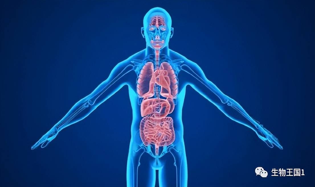 脾脏_身体_功能