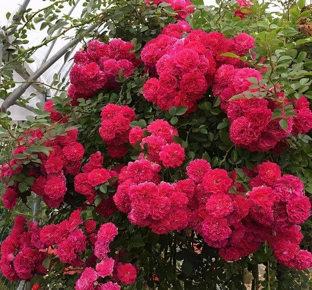 品种中花色也是各不相同的,总体来说,最常见的还是粉色和玫红色的蔷薇