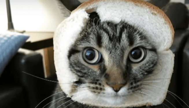 对猫咪吃面包的灵魂三问：能吃吗？为什么喜欢吃？要注意什么？