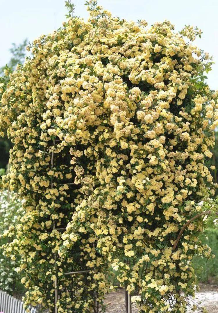 木香花种植方法图片