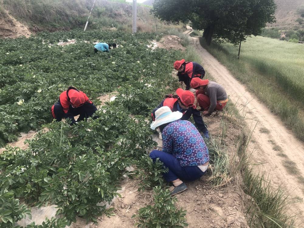 青春期孩子患上抑郁症，李锋校长告诉你选择心理医生还是心理咨询