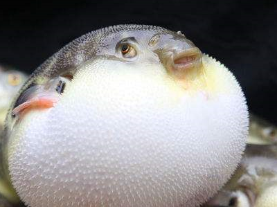 每年那么多人吃河豚中毒!你以为这样就能挡住吃货们的脚步么?_处理_日