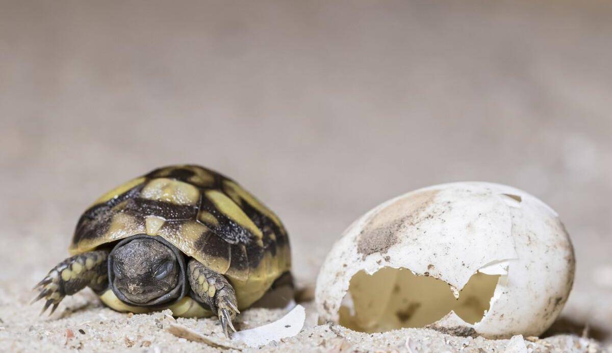 乌龟属于卵生动物,乌龟是会下蛋的