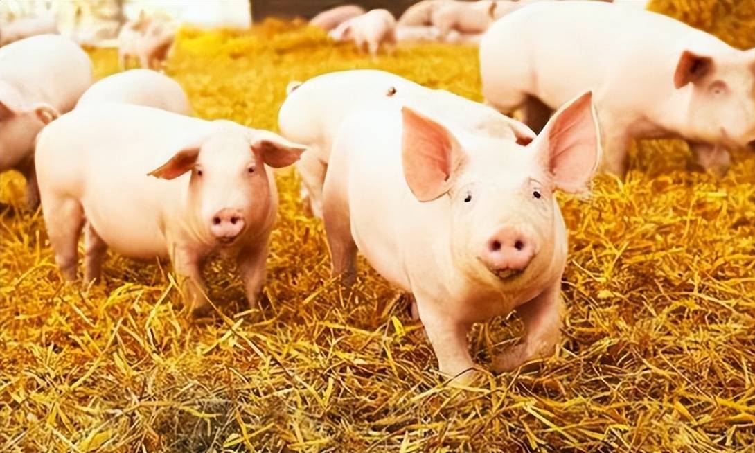 业内:大力发展种业"育繁推一体化";温氏股份:猪周期仍然存在_农业_农