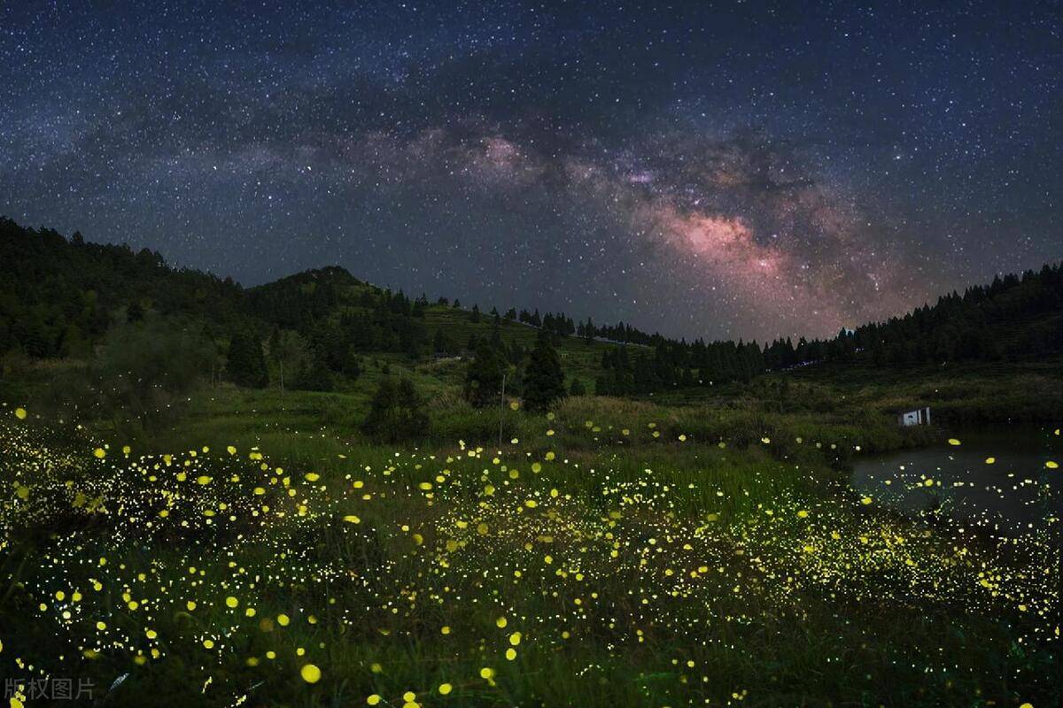 夏天夜晚萤火虫的图片图片