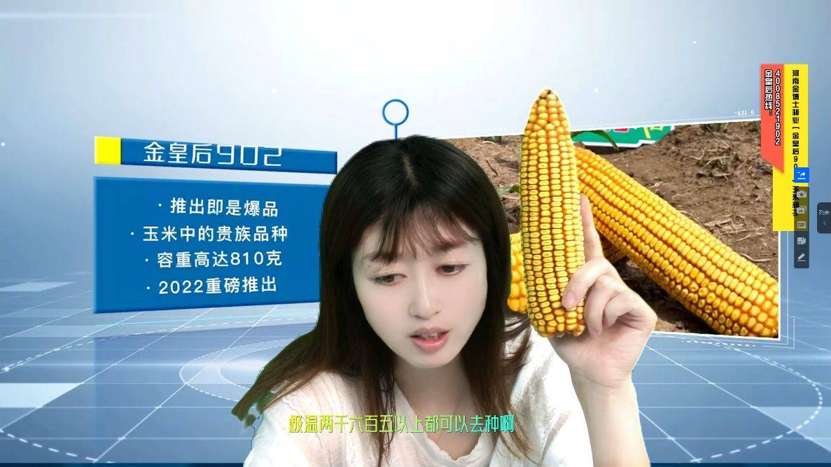 抗病性好,耐密植,稳产高产等优点,最新超高产,超抗性的优质品种金皇后