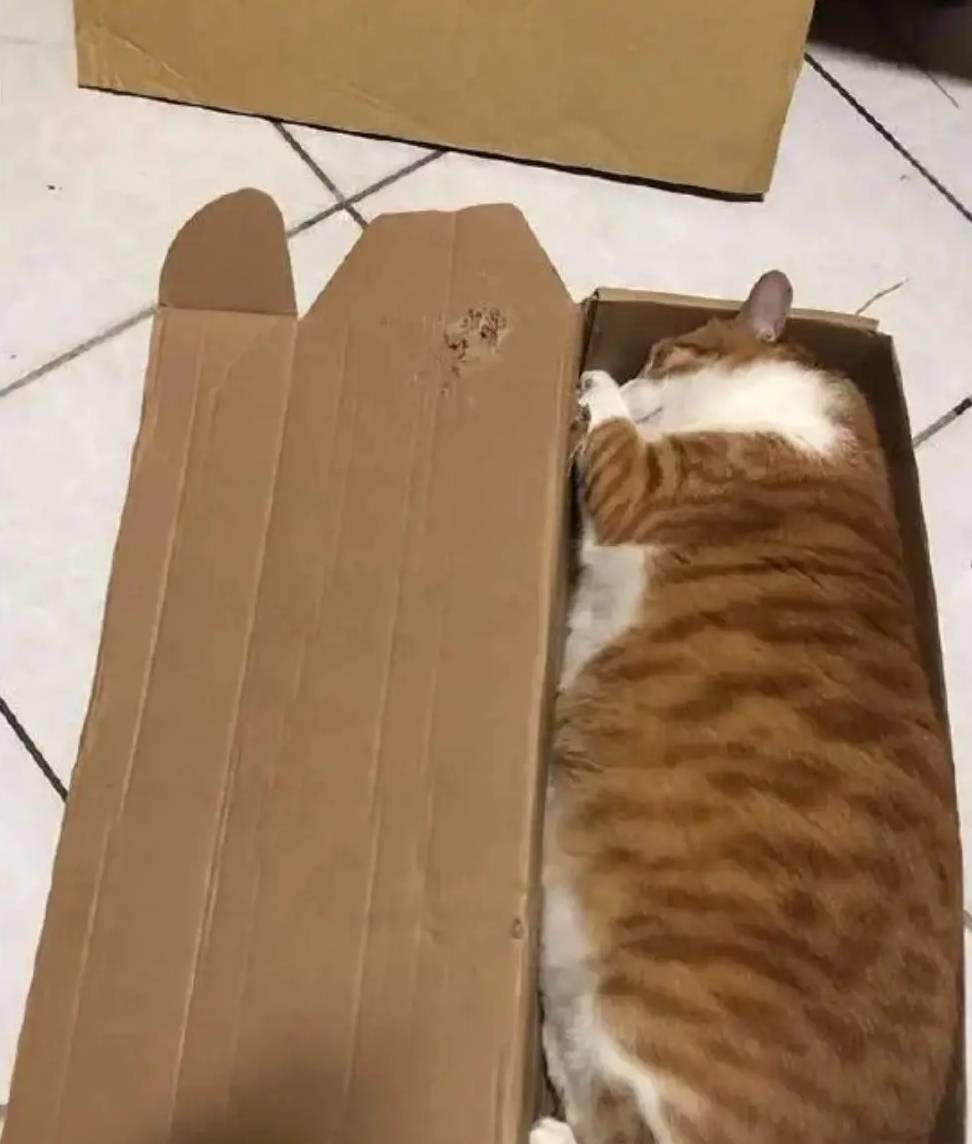 小猫咪都喜欢纸箱，那么“大猫们”呢？