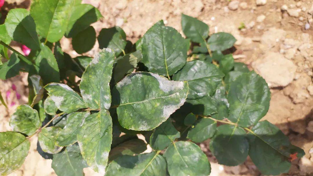 室内养的盆栽花,颜色越养越淡,怎么办?