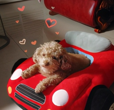 它博会上看了想哭的"ta和我的记忆博物馆"今日展出_狗狗_猫咪_姓名