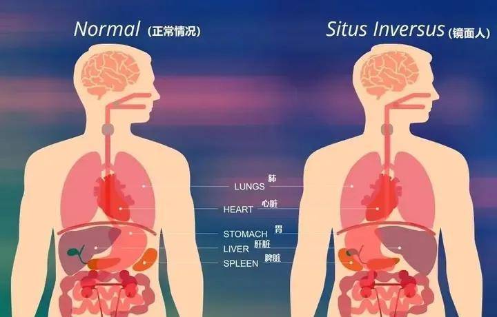 儿童遗体解剖图图片