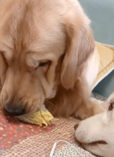 有点狼的影子,虽然性格是那么二,但是可以提供很多有趣的表情包哈