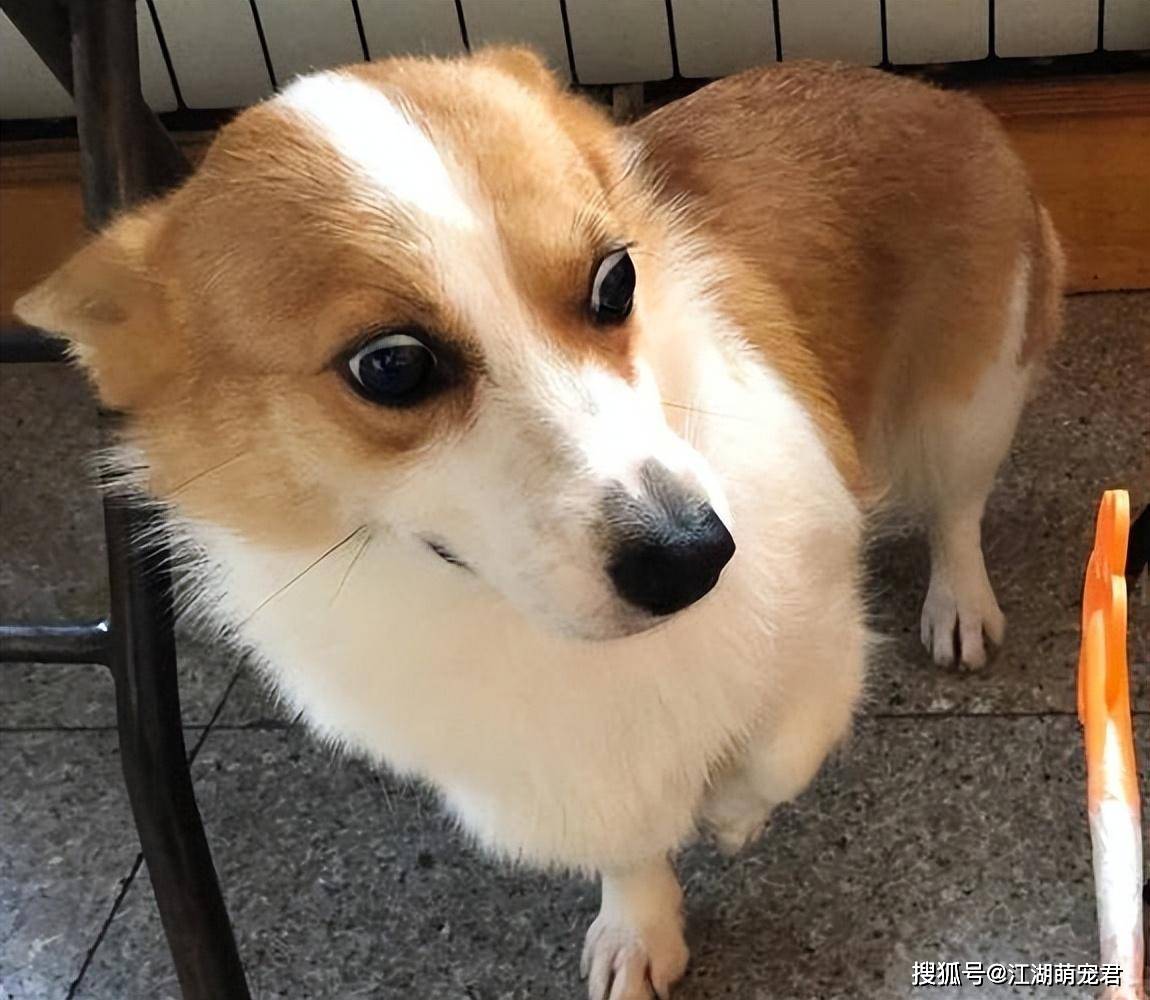 当柯基生气时,它们的眼神可能变得愤怒,并且耳朵会后扁下垂.