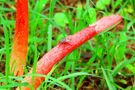 红鬼笔:别名"鸡屎菌",你认识吗?| 物种图册
