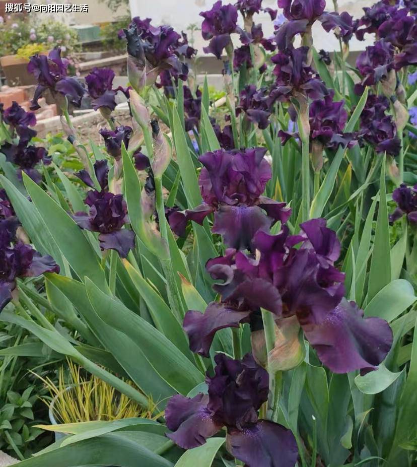 鸢尾花,南北地区都能养,零下10度都冻不死,超好养!_植物_种植_能力